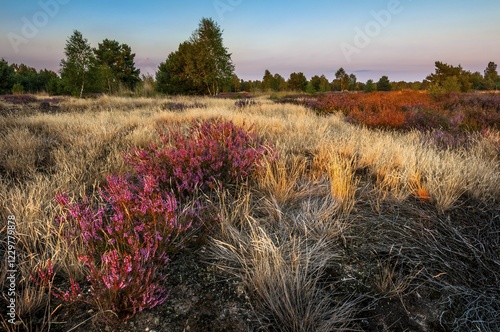 Common heather or ling (Calluna vulgaris) and grey hair-grass (Corynephorus canescens), Reicherskreuzer Heide und Schwanensee Nature Reserve, Reicherskreuz, Brandenburg, Germany, Europe photo