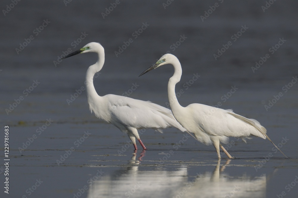 Great Egret (Egretta alba) Great Egret (Egretta alba)