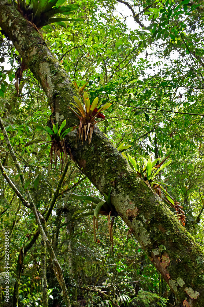 Bromeliads on tree trunk in Teresopolis, Rio de Janeiro, Brazil