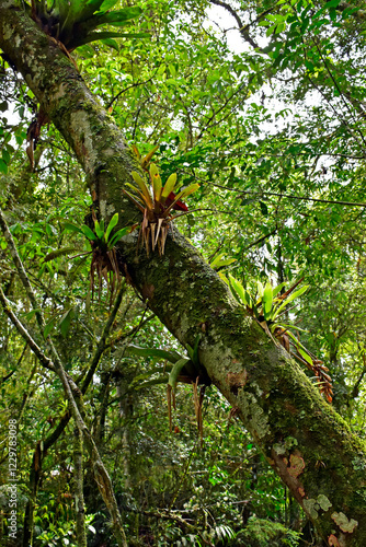 Obraz na płótnie Bromeliads on tree trunk in Teresopolis, Rio de Janeiro, Brazil w salonie