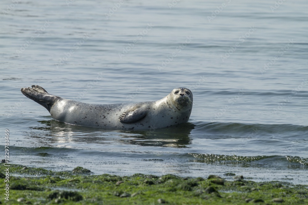 Obraz premium Harbor seal (Phoca vitulina), Heligoland, Schleswig-Holstein, Germany, Europe