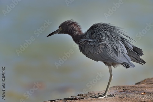 Little Blue Heron (Egretta caerulea), ruffled one's feathers, Corozal district, Belize, Central America photo