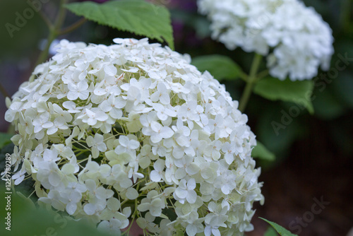 White Annabelle hydrangea flowers in a German garden.
