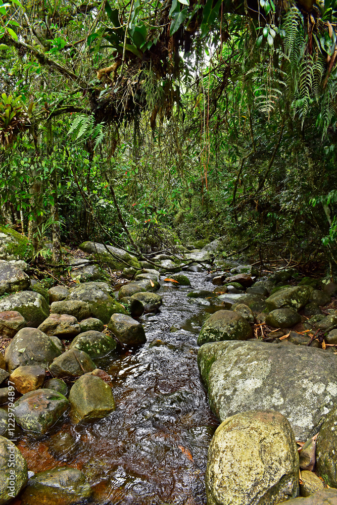 River on tropical rainforest in Teresopolis, Rio de Janeiro, Brazil