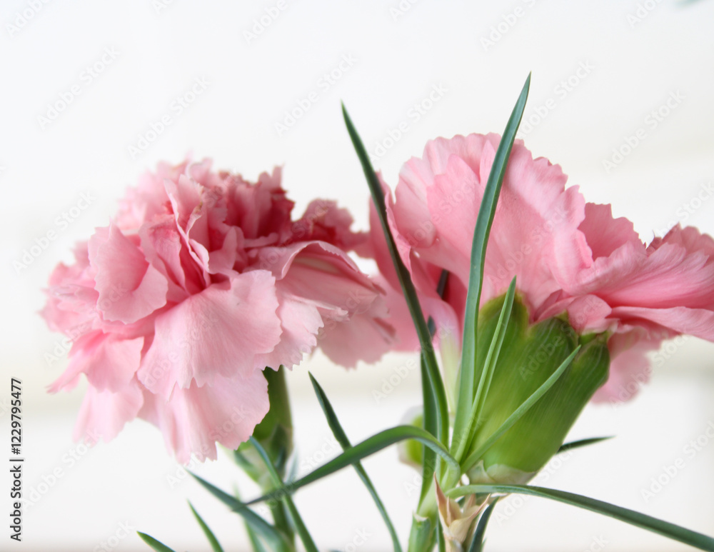 Fototapeta premium Pink carnation flower houseplant