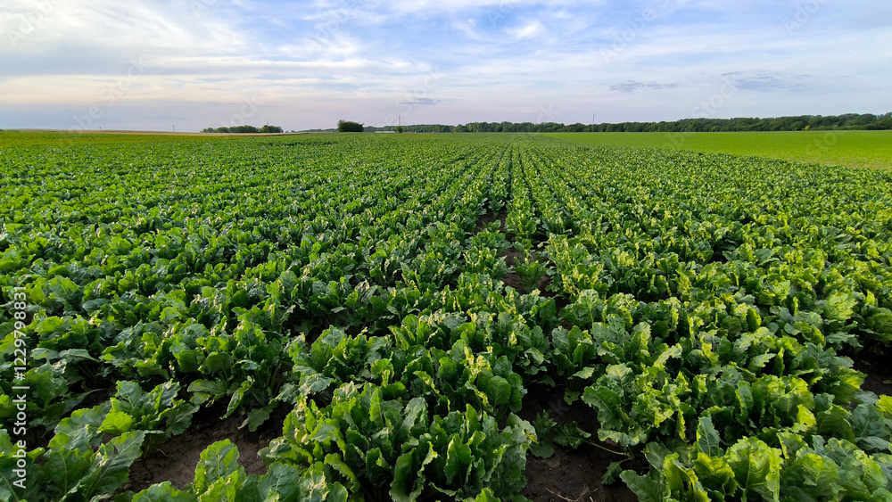 sugar beet filed in the spring sugar beet filed in the spring