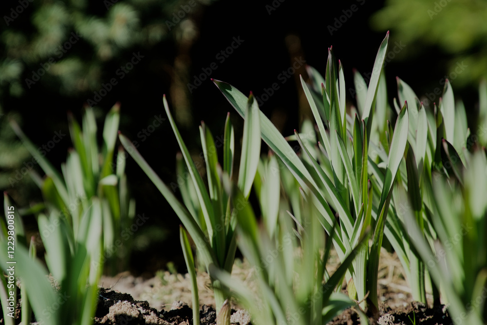 Obraz premium Crocus flower leaves before the flowers bloom, close up from the ground