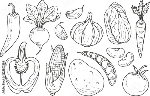 A collection of hand-drawn vegetables in doodle style. Carrots, corn, tomatoes, cabbage, potatoes, peppers, garlic, etc. Vector contour illustrations. Design of menus, farm store booklets.