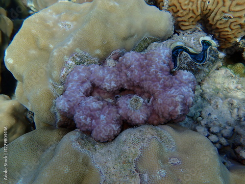 Mountain cupcoral or hump coral (Porites rus) undersea, Red Sea, Egypt, Sharm El Sheikh, Montazah Bay photo