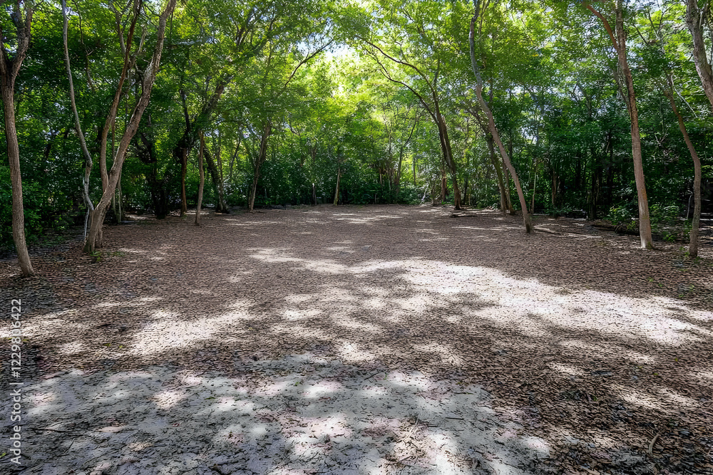 Shady forest clearing, sun dappled ground, peaceful scene, nature backdrop Shady forest clearing, sun dappled ground, peaceful scene, nature backdrop