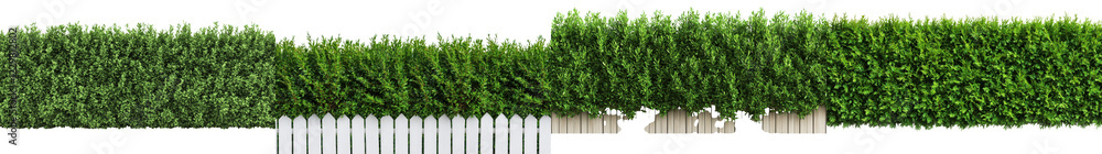 Fototapeta premium Perfectly Manicured Hedge Forming a Lush Green Border