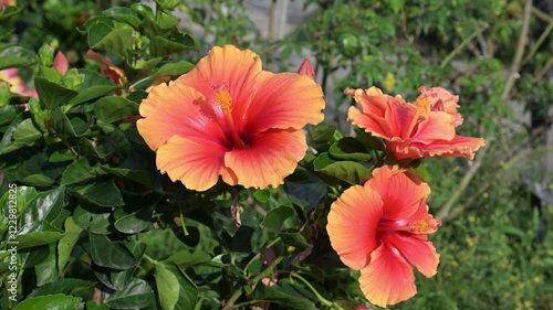 Wallpaper Mural Beautiful Chinese Hibiscus flowers. Torontodigital.ca