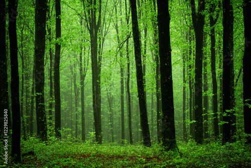 green forest in the morning