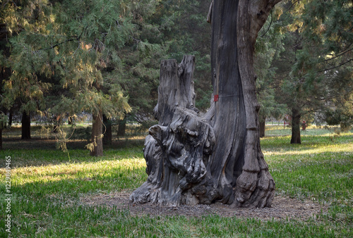 Old Cypress tree in the Temple of Heaven park in Beijing, China photo