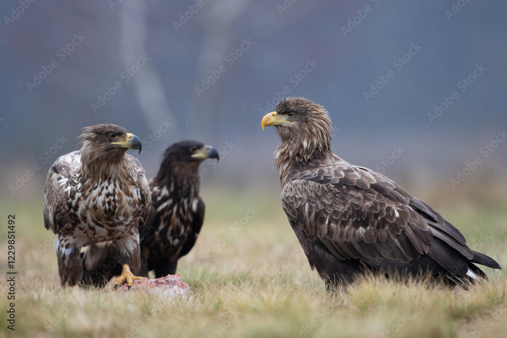 Three white-tailed eagles competing for prey in a meadow Three white-tailed eagles competing for prey in a meadow