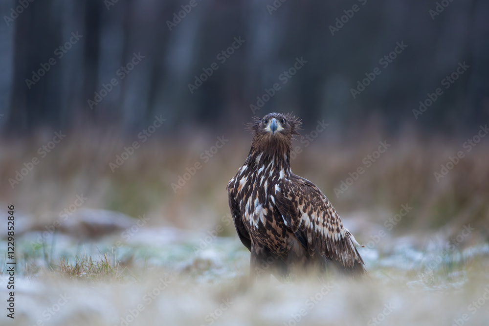 Disheveled white-tailed eagle on a winter meadow Disheveled white-tailed eagle on a winter meadow