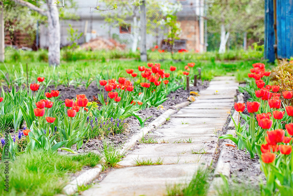Vibrant tulips blooming along a stone pathway in a sunlit garden during springtime