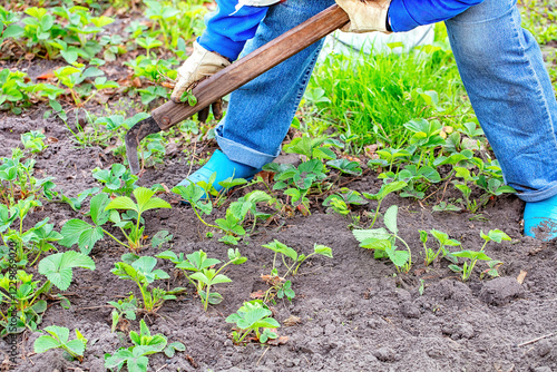 Engaging in the art of cultivating strawberries under a bright sky in early spring