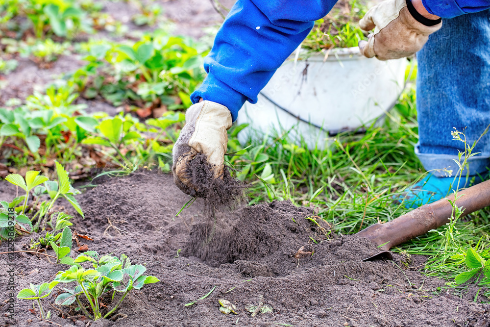 Hands in soil cultivate vibrant strawberry plants in a sunny garden