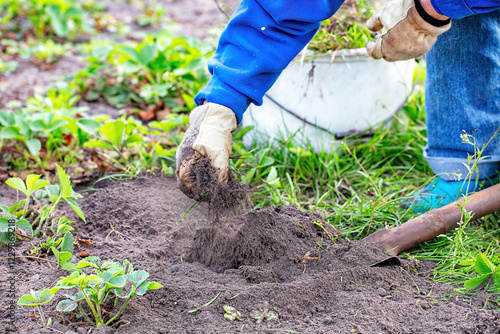 Obraz na płótnie Hands in soil cultivate vibrant strawberry plants in a sunny garden w salonie