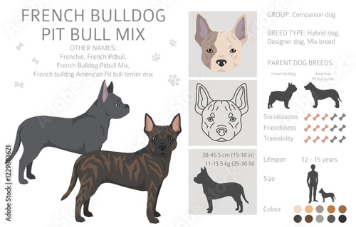 French Bulldog Pitbull mix clipart. French Bulldog - Pit bull terrier mix. All possible coat colors, breed information, adults and puppies.  Vector illustration