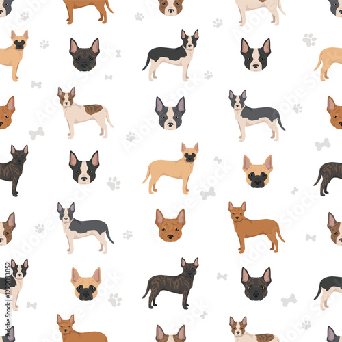 French Bulldog Pitbull mix clipart. French Bulldog - Pit bull terrier mix. All possible coat colors, breed information, adults and puppies.  Vector illustration