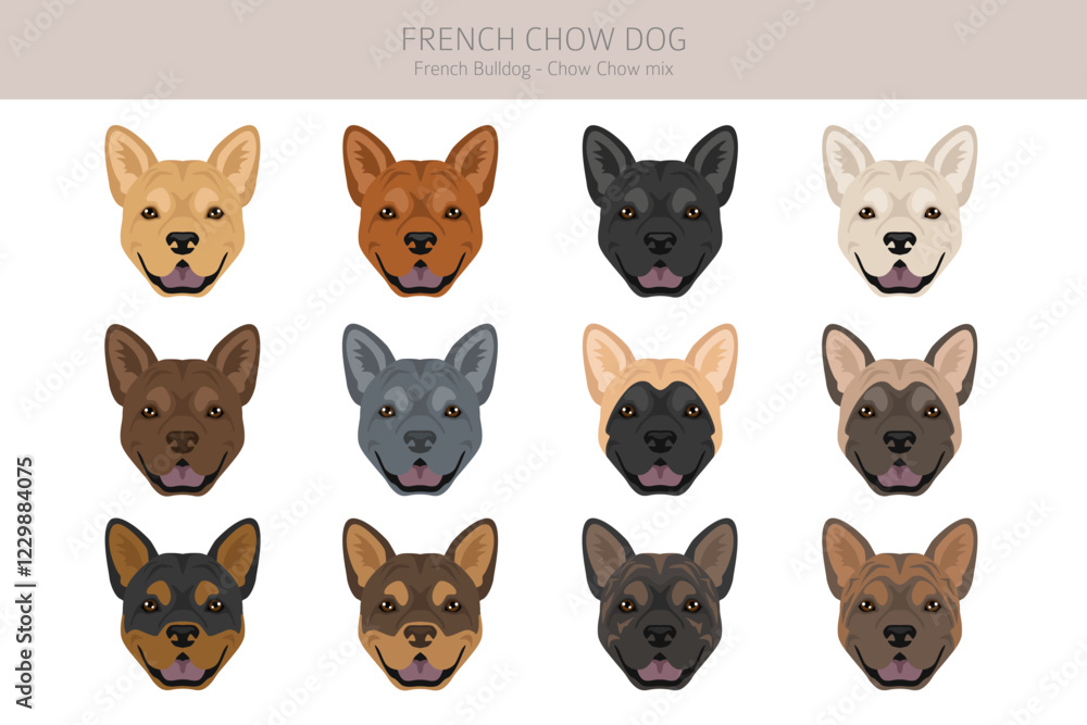Fototapeta premium French chow dog clipart. French Bulldog - Chow chow mix. All possible coat colors, breed information, adults and puppies. Vector illustration