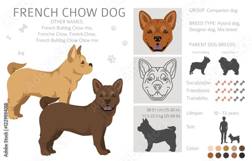 French chow dog clipart. French Bulldog - Chow chow mix. All possible coat colors, breed information, adults and puppies.  Vector illustration