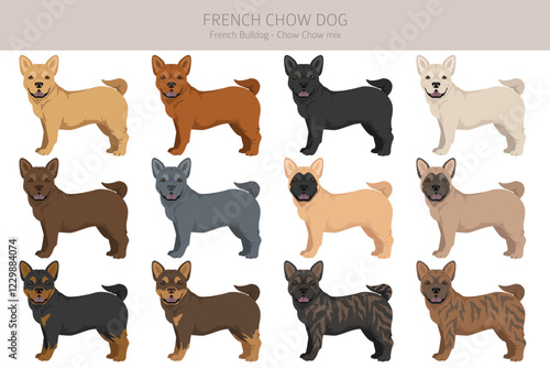 French chow dog clipart. French Bulldog - Chow chow mix. All possible coat colors, breed information, adults and puppies.  Vector illustration