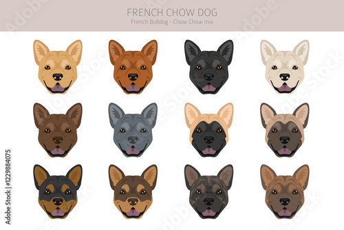 French chow dog clipart. French Bulldog - Chow chow mix. All possible coat colors, breed information, adults and puppies.  Vector illustration
