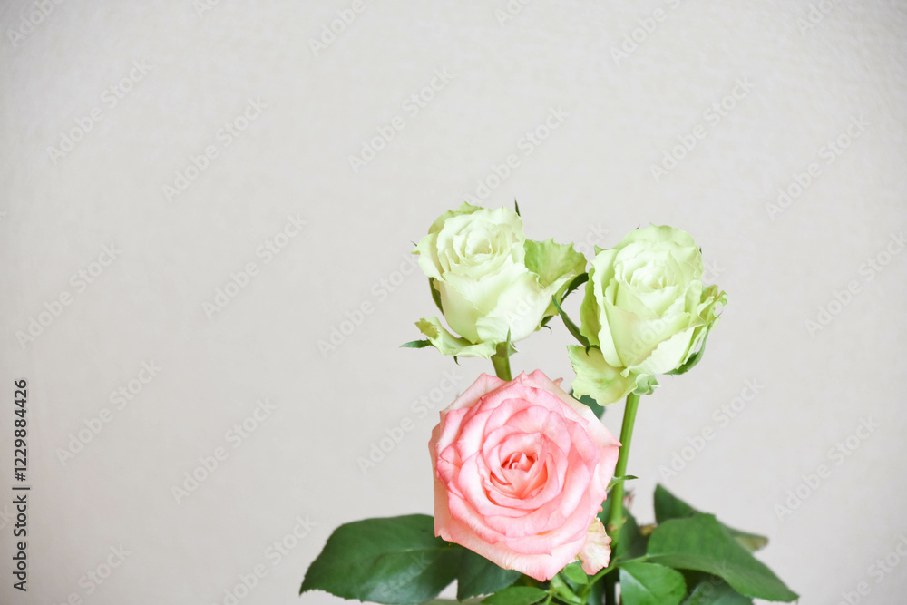 緑とピンクのばら