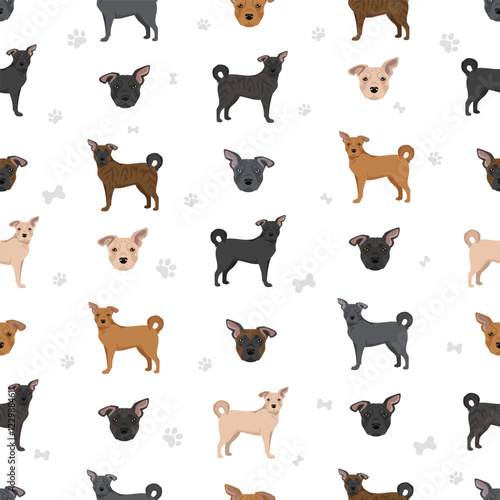 Frenchie Labrador clipart. French Bulldog - Labrador Retriever mix. All possible coat colors, breed information, adults and puppies.  Vector illustration