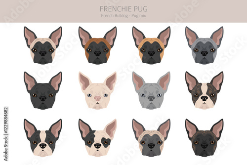 Frenchie Pug clipart. French Bulldog - Pug mix. All possible coat colors, breed information, adults and puppies.  Vector illustration
