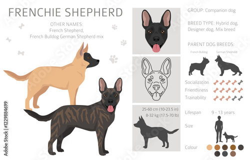 Frenchie Shepherd clipart. French Bulldog - German Shepherd mix. All possible coat colors, breed information, adults and puppies.  Vector illustration