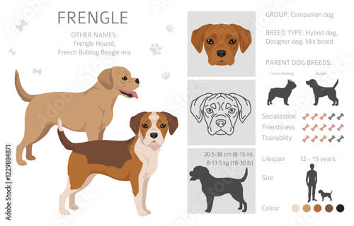 Frengle clipart. French Bulldog - Beagle mix. All possible coat colors, breed information, adults and puppies.  Vector illustration