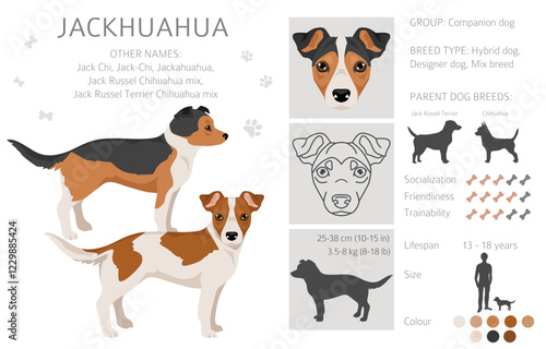 Jackhuahua clipart. Jack Russel Terrier - Chihuahua mix. All possible coat colors, breed information, adults and puppies.  Vector illustration