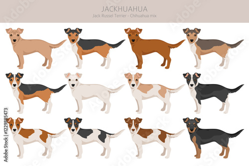 Jackhuahua clipart. Jack Russel Terrier - Chihuahua mix. All possible coat colors, breed information, adults and puppies.  Vector illustration