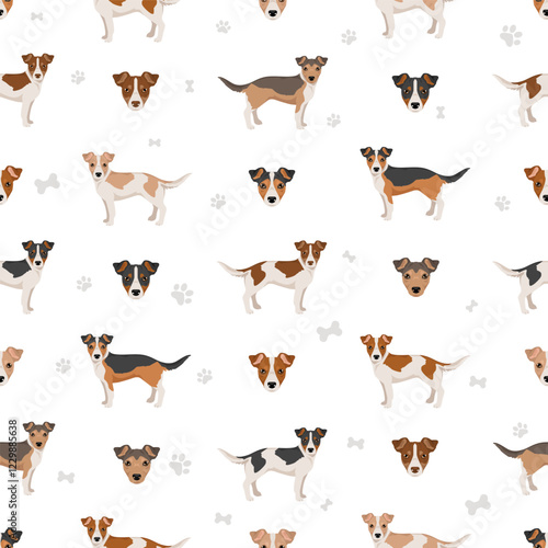 Jackhuahua clipart. Jack Russel Terrier - Chihuahua mix. All possible coat colors, breed information, adults and puppies.  Vector illustration