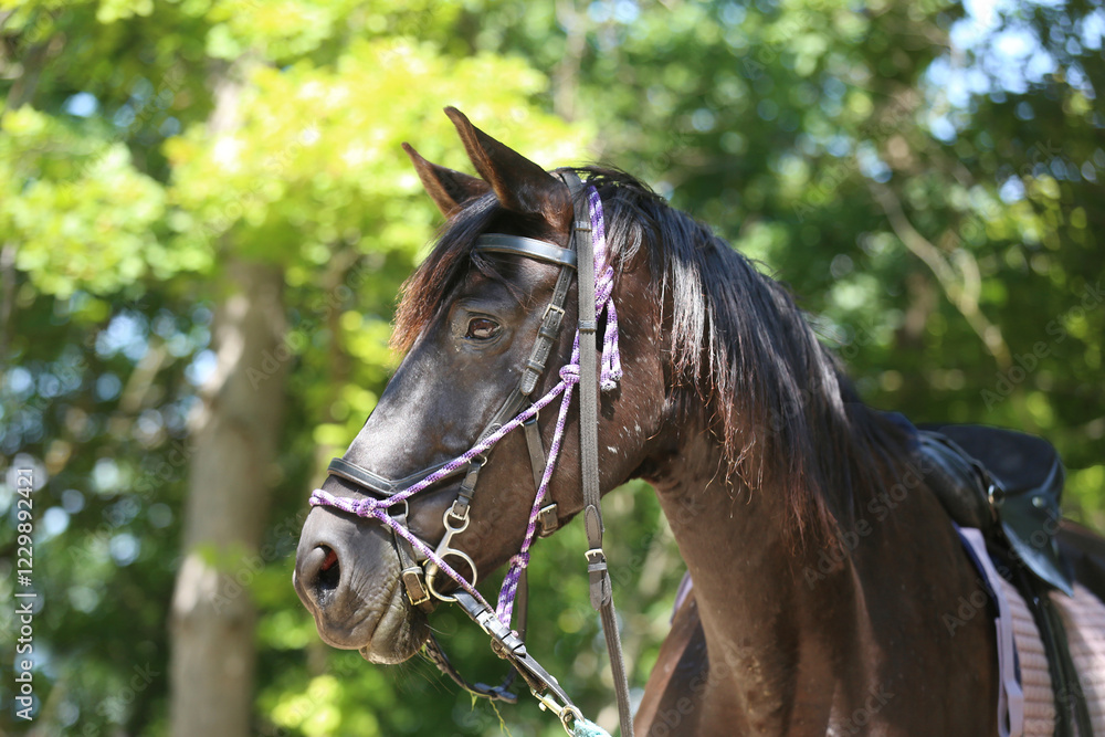 Close up of a beautiful horse head, face, and neck on rural horse trail against natural background summertime Close up of a beautiful horse head, face, and neck on rural horse trail against natural background summertime