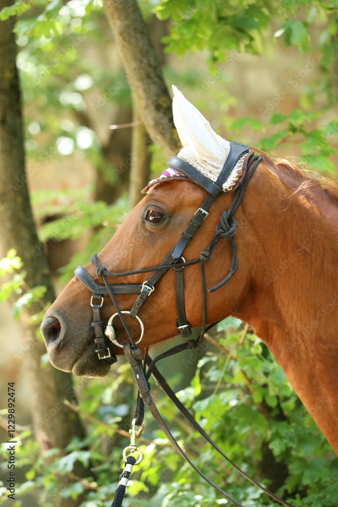 Obraz premium Close up of a beautiful horse head, face, and neck on rural horse trail against natural background summertime