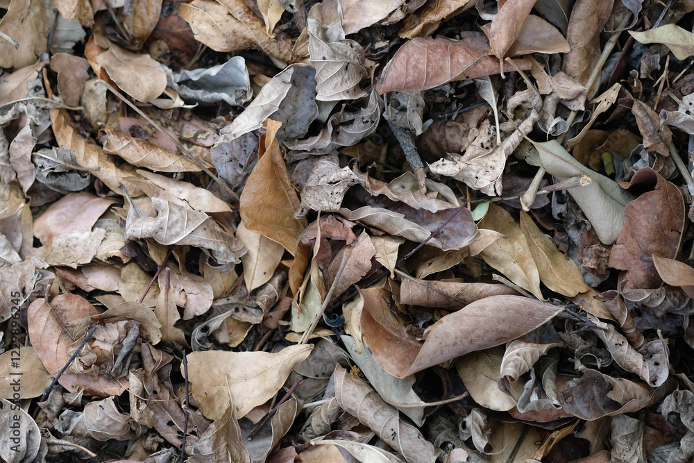 Picture of dry leaves. Making fertilizer from dry leaves. Picture of dry leaves. Making fertilizer from dry leaves.