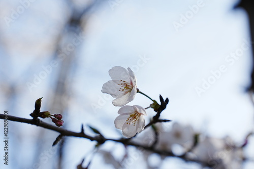 桜