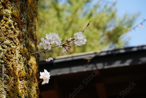 桜