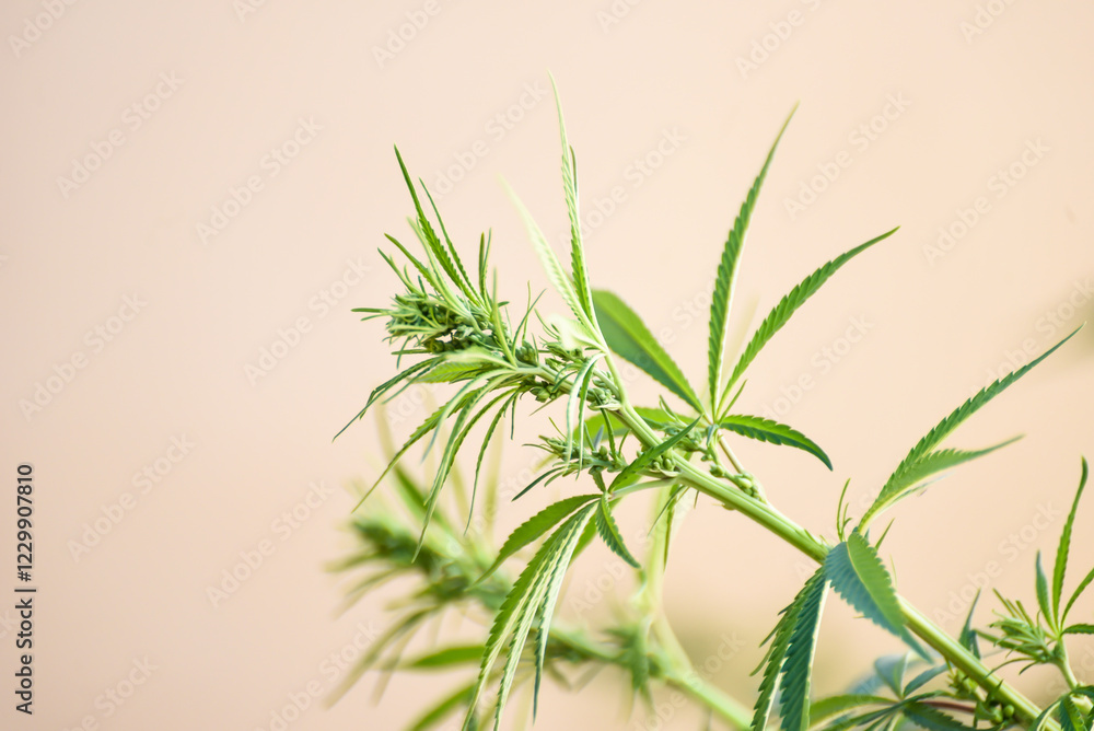 Fototapeta premium marijuana plant, male flower, cultivation, cannabis
