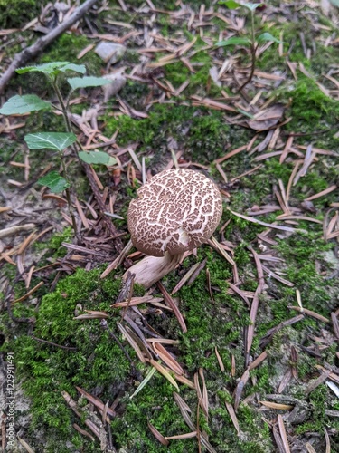 Xerocomellus porosporus mushroom in a summer mixed forest