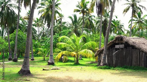 Rustic wooden cabin with thatched roof in the middle of a coconut palm on a paradise island