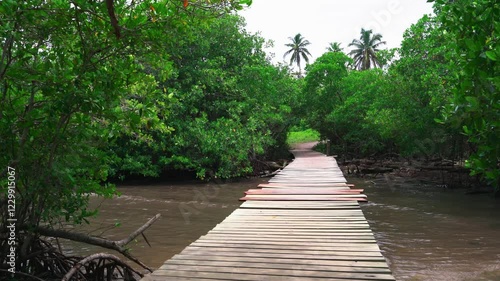 Traditional wooden bridge in the middle of a natural mangrove on the shores of the Caribbean Sea in the Rosario Islands, Colombia