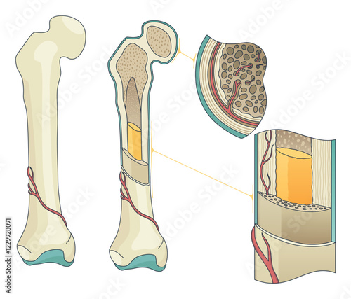 Bone structure. Biology educational poster design. Scheme of human bone anatomy. Flat vector illustration isolated on white background