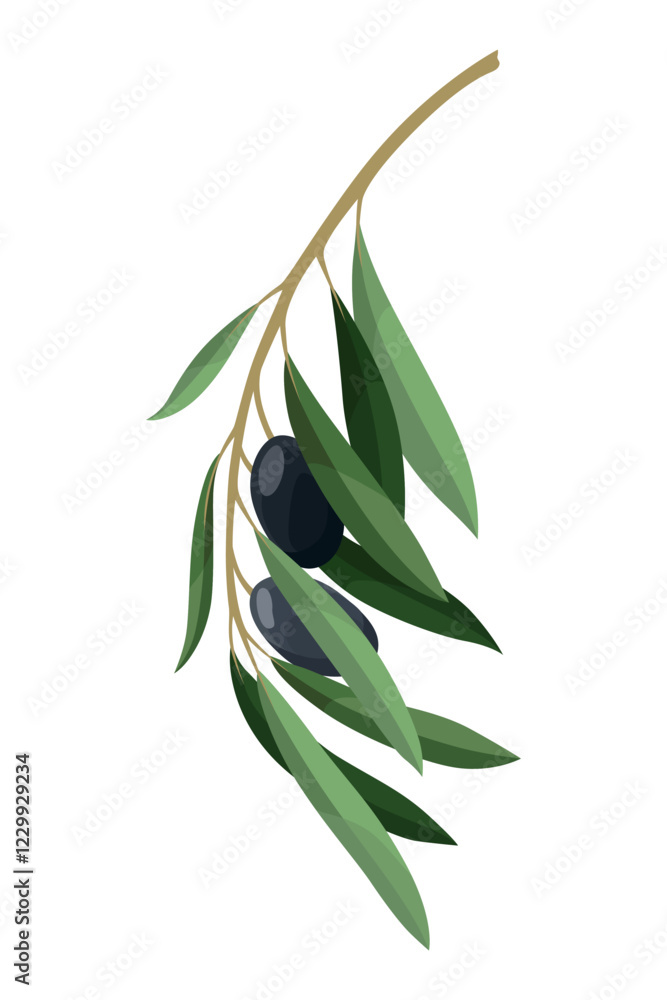 Fototapeta premium Olives trees branch with leaves and black fruits. Vegan organic natural product. Vector drawing plant isolated on white background
