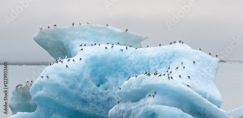 Birds on an Iceberg photo